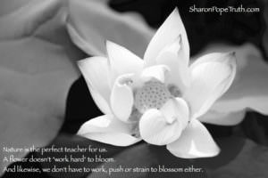 a flower doesn't work hard to bloom